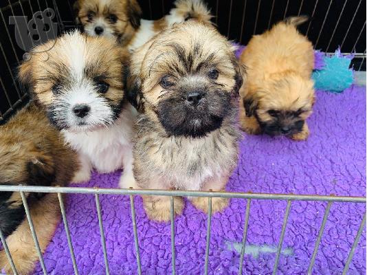 Κουτάβια Lhasa Apso